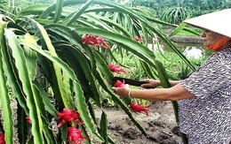 Giá thanh long ruột đỏ tăng cao, nông dân Đồng Nai phấn khởi