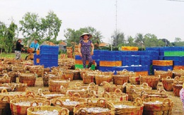 Ngư dân Phú Yên được mùa cá dò