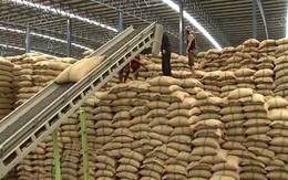 Thái Lan có thể trở lại ngôi vương xuất khẩu gạo?