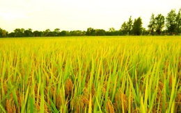 FAO: Giá gạo toàn cầu có thể sẽ tăng trong năm nay