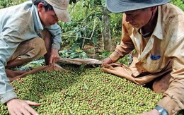 Việt Nam mất 207 triệu USD vì giá xuất khẩu nông sản giảm