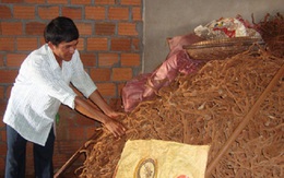 Ngăn chặn thu mua rễ tiêu bán cho thương lái Trung Quốc