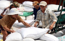 Sản xuất và xuất khẩu gạo: Nhân rộng mô hình liên kết