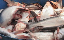 Giá cá tra giảm mạnh ở ĐBSCL