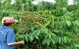 Giá cà phê lên xuống thất thường