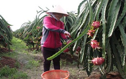 Nông sản xuất khẩu sang Trung Quốc: Cảnh giác với tin đồn 