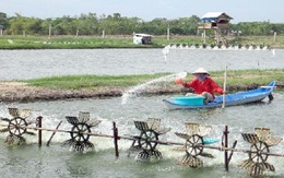 Việt Nam cần sớm quy hoạch nghề nuôi tôm