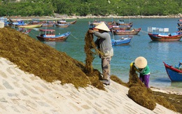 Giá rong mơ "xuống đáy” vì Trung Quốc ngừng mua