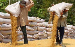 Mua tạm trữ lúa gạo: Hoàn thành chỉ tiêu, nông dân vẫn lỗ