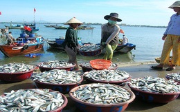 Trung Quốc quấy rối, khai thác hải sản vẫn tăng