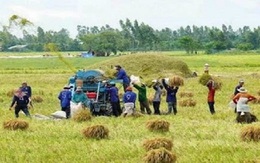 ĐBSCL: Giá lúa giảm, nông dân lao đao