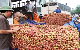 Ưu tiên làm thủ tục xuất khẩu đối với vải tươi