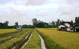 Hai chiến lược nâng tầm gạo Việt
