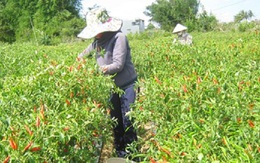 Nông dân 'cay mắt' vì ớt