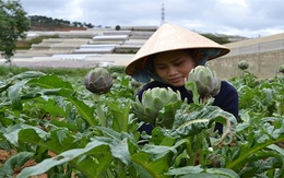 Bông atiso giá 350.000đ/kg