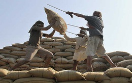 Xuất khẩu gạo: Ấn Độ có thể phải trả lại ngôi vị số 1 cho Thái Lan