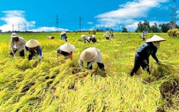 Tổn thất sau thu hoạch lúa lên đến 13.700 tỉ đồng mỗi năm