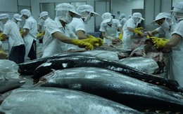 Tổn thất về giá trị cá ngừ lên đến 70%