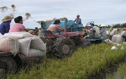 Lúa gạo khởi sắc