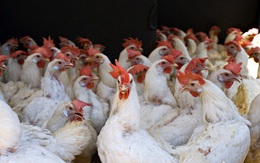 Giá gà tại trại chăn nuôi giảm sâu