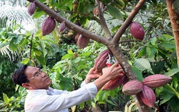 Gỡ khó cho việc phát triển cây cacao ở Đồng bằng sông Cửu Long
