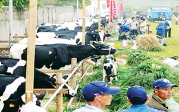 Ì ạch ngành chăn nuôi bò sữa
