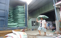 Xuất khẩu gạo khó dự báo