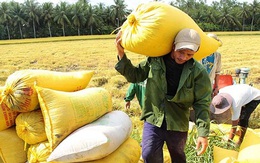 Thận trọng với giá lúa gạo tăng