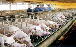 Kiểm soát chặt chất cấm trong chăn nuôi