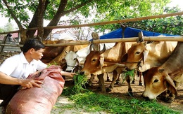 Thách thức "đè nặng" chăn nuôi