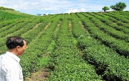 Lai Châu sốc lại cây chè