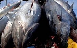 Các nước Thái Bình Dương cắt giảm 50% đánh bắt cá ngừ con