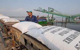 Độc quyền xuất khẩu gạo?