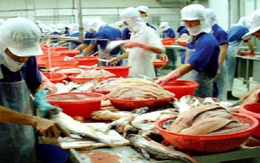 Nhiều doanh nghiệp thao túng thị trường xuất khẩu cá tra sang Nga
