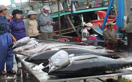 Cá ngừ câu theo kiểu Nhật, ngư dân kêu lỗ