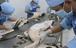 Thương lái Trung Quốc lại gom mua cá sấu