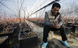 Hàn Quốc: Bỏ Chaebol về với nông trại