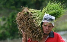 Thái Lan: Đến lượt nông dân biểu tình
