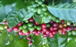 Khách hàng tăng giá mua cà phê robusta