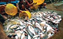 NHNN yêu cầu giảm lãi suất cho vay chăn nuôi và thủy sản
