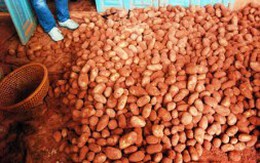 Hàng chục tấn khoai tây Trung Quốc vẫn đổ về Đà Lạt
