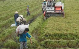 Mua tạm trữ lúa gạo: Nông dân lo, doanh nghiệp không mặn mà