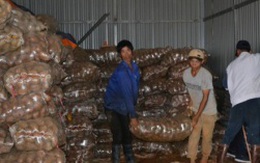 Tiêu hủy 26 tấn khoai tây Trung Quốc có chất độc hại