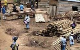 Châu Phi xuất ròng hay nhập ròng gỗ?