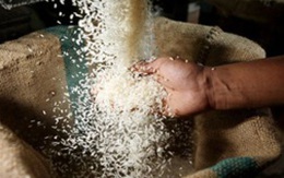 Gạo Thái Lan giảm giá, xả hàng: Nhiều luồng thông tin trái chiều