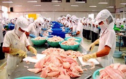 Nhiều doanh nghiệp xuất khẩu cá tra kỳ vọng tỷ giá tăng