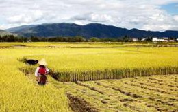 Trung Quốc tăng nhập khẩu gạo và những ảnh hưởng tới khu vực châu Á