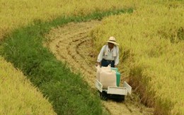 Nhật ngừng chính sách bảo hộ sản xuất gạo trong nước