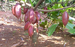 Cacao giá thấp, nhà vườn đốn bỏ