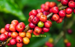 Giá cà phê robusta có thể trở lại mức cao như giữa tháng 10